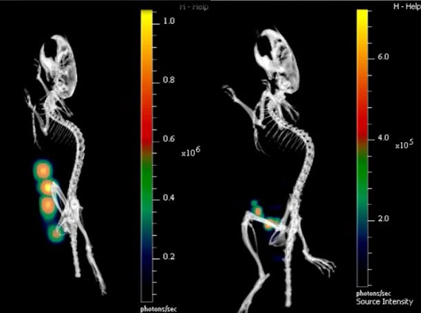 Picture 3 of Close-up of the life-and-death battle inside the body