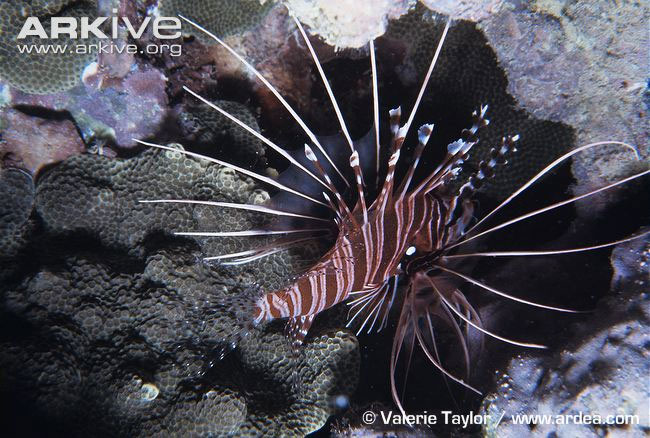 Picture 10 of Close-up of the poisonous drama assassin causing extreme pain in the deep sea