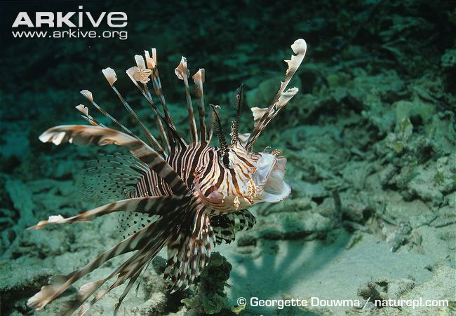 Picture 11 of Close-up of the poisonous drama assassin causing extreme pain in the deep sea