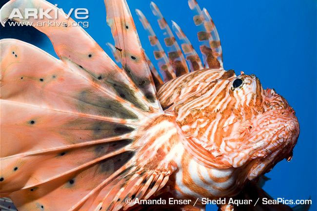 Picture 12 of Close-up of the poisonous drama assassin causing extreme pain in the deep sea