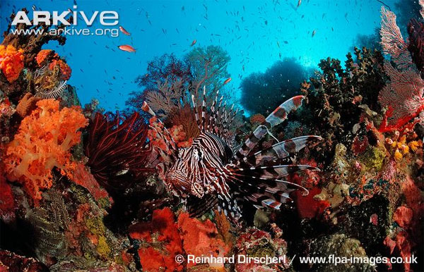 Picture 13 of Close-up of the poisonous drama assassin causing extreme pain in the deep sea
