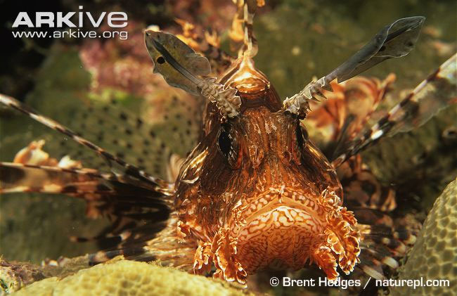 Picture 14 of Close-up of the poisonous drama assassin causing extreme pain in the deep sea