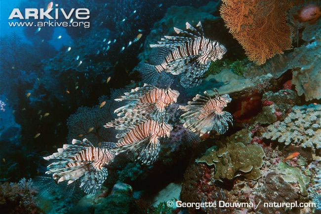 Picture 15 of Close-up of the poisonous drama assassin causing extreme pain in the deep sea