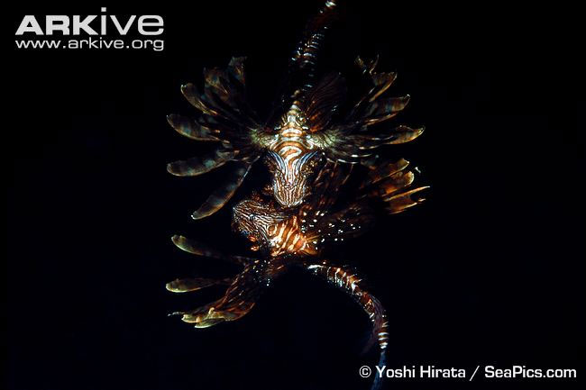 Picture 16 of Close-up of the poisonous drama assassin causing extreme pain in the deep sea