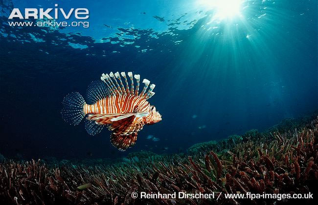 Picture 17 of Close-up of the poisonous drama assassin causing extreme pain in the deep sea