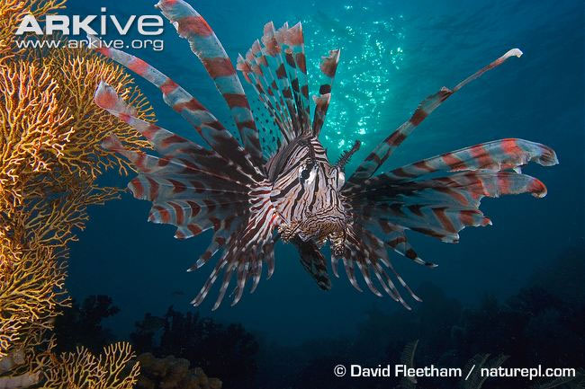 Picture 18 of Close-up of the poisonous drama assassin causing extreme pain in the deep sea