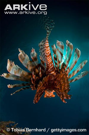 Picture 9 of Close-up of the poisonous drama assassin causing extreme pain in the deep sea