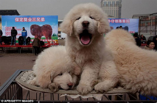 Picture 6 of Close-up of the price of the Tibetan goose dog