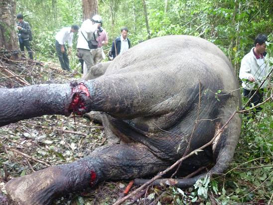 Picture 2 of Close-up of the savage slaughter that killed Dalat's elephant
