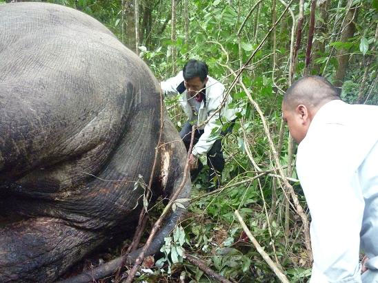 Picture 3 of Close-up of the savage slaughter that killed Dalat's elephant