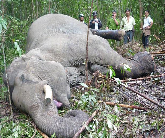 Picture 4 of Close-up of the savage slaughter that killed Dalat's elephant