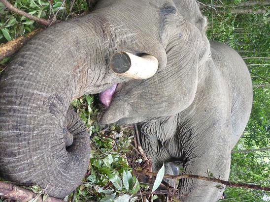 Picture 5 of Close-up of the savage slaughter that killed Dalat's elephant
