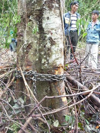 Picture 7 of Close-up of the savage slaughter that killed Dalat's elephant