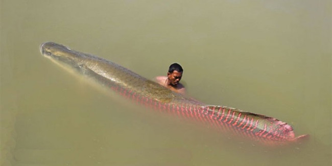 Picture 5 of Close-up of the species