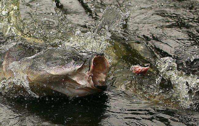 Picture 6 of Close-up of the species