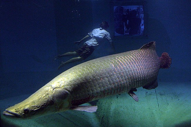 Picture 7 of Close-up of the species
