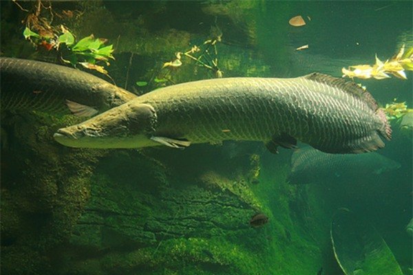 Picture 8 of Close-up of the species