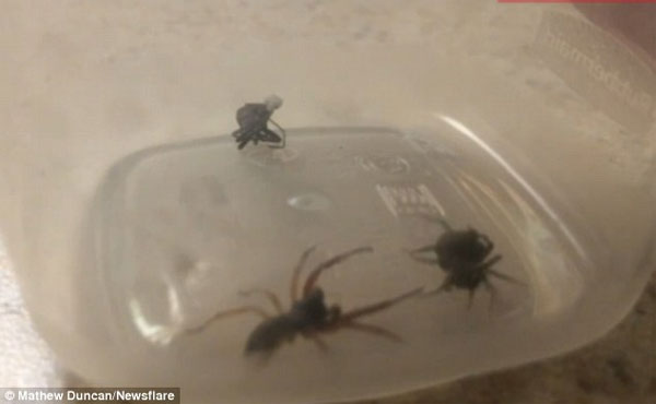Picture 1 of Close-up of the spiders' abnormal self-defense mechanism