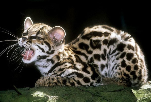 Picture 8 of Close-up of the world's cutest wild cats