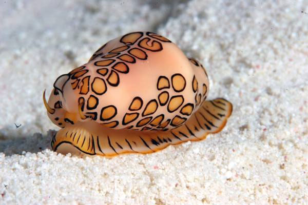 Picture 10 of Close-up of the world's most unusual sea monsters