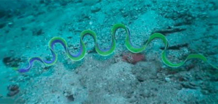 Picture 11 of Close-up of the world's most unusual sea monsters