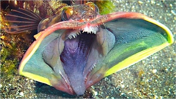 Picture 5 of Close-up of the world's most unusual sea monsters