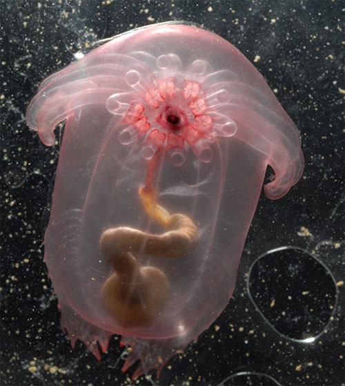 Picture 6 of Close-up of the world's most unusual sea monsters