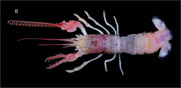 Picture 8 of Close-up of the world's most unusual sea monsters