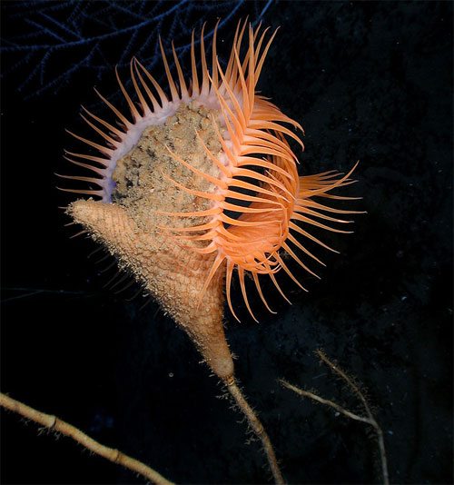 Picture 9 of Close-up of the world's most unusual sea monsters