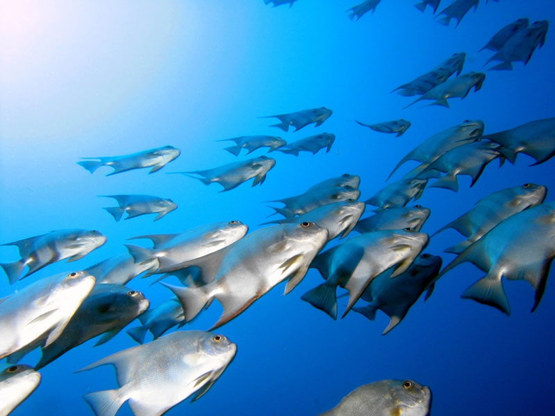 Picture 1 of CO2 emissions alter the behavior of marine fish
