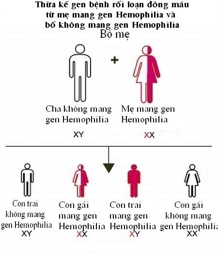 Picture 3 of Coagulation disorders: The disease must live on someone else's blood