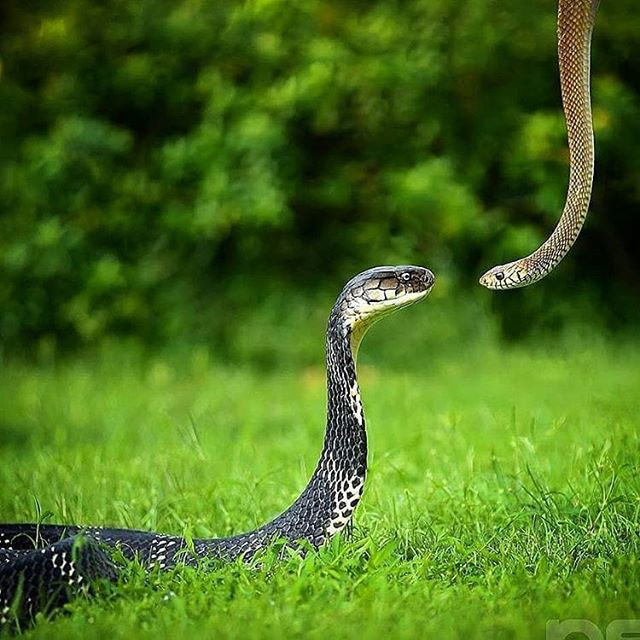 Picture 1 of Cobra Lord won the snake network