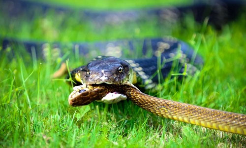 Picture 2 of Cobra Lord won the snake network