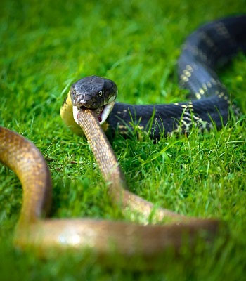 Picture 3 of Cobra Lord won the snake network