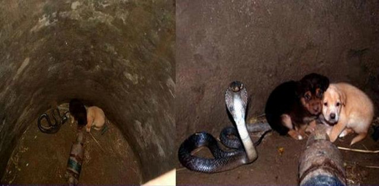 Picture 1 of Cobra protects two puppies for 48 hours