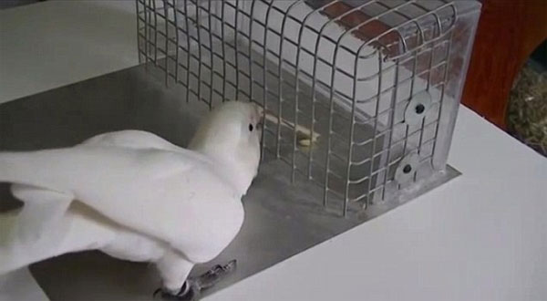 Picture 1 of Cockatoo's ability to learn how to make 'utmost' tools