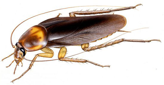 Picture 1 of Cockroaches and grasshoppers can kill resistant bacteria