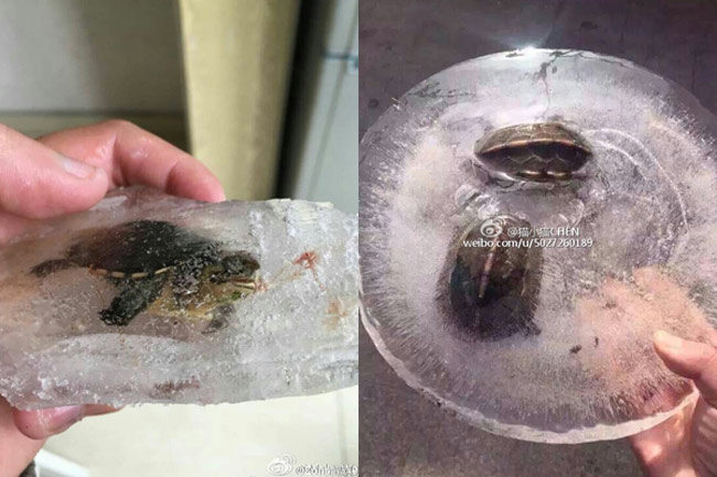 Picture 6 of Cold 'unbelievable' images in China