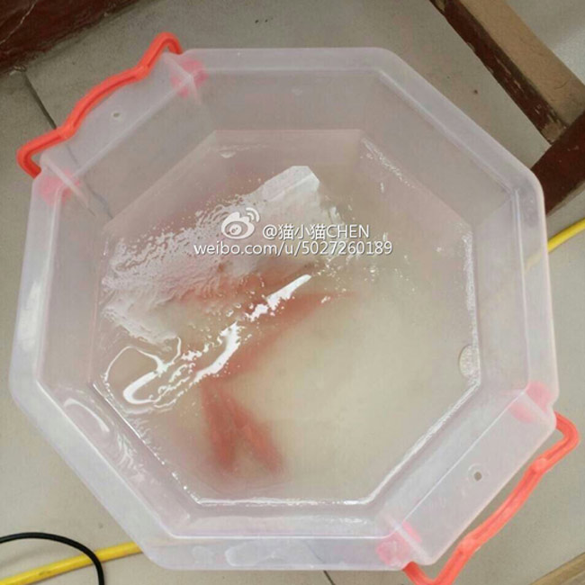 Picture 7 of Cold 'unbelievable' images in China
