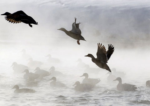 Picture 7 of Cold winter in the northern hemisphere