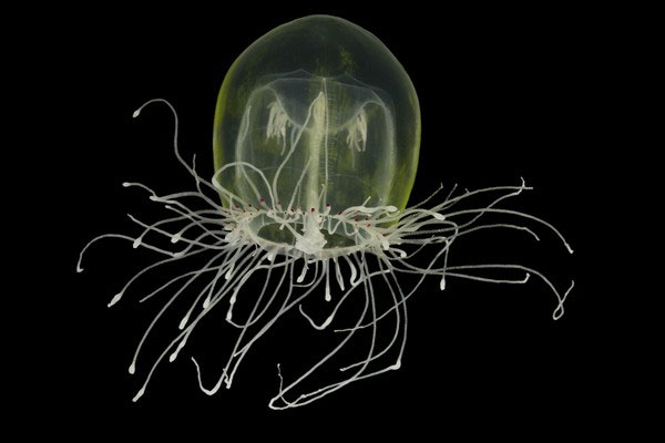 Picture 1 of Collection of bizarre deep sea creatures