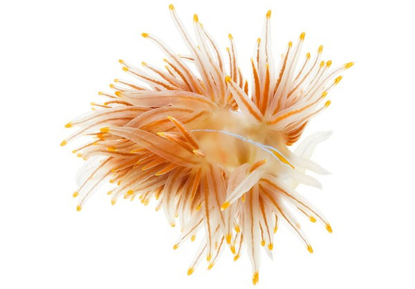 Picture 2 of Collection of bizarre deep sea creatures