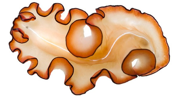 Picture 3 of Collection of bizarre deep sea creatures