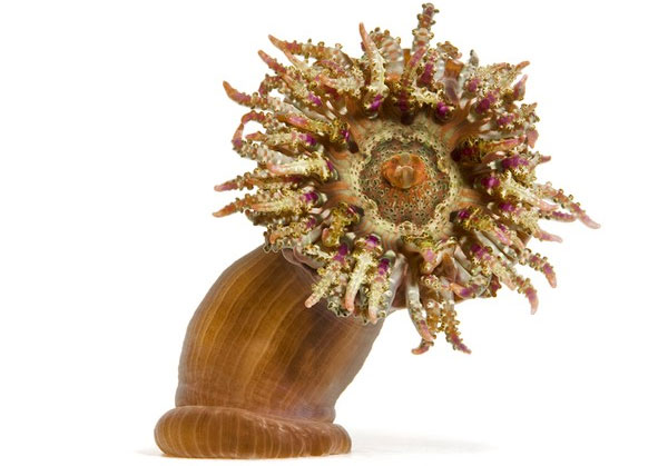 Picture 4 of Collection of bizarre deep sea creatures