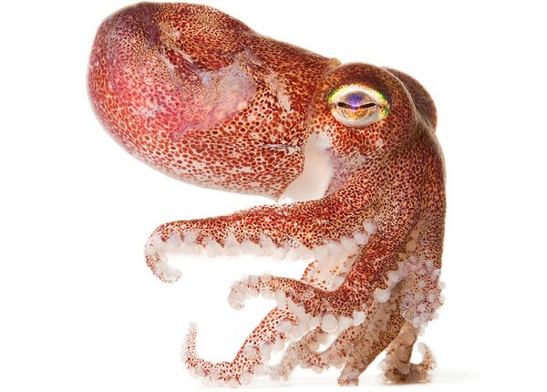 Picture 5 of Collection of bizarre deep sea creatures