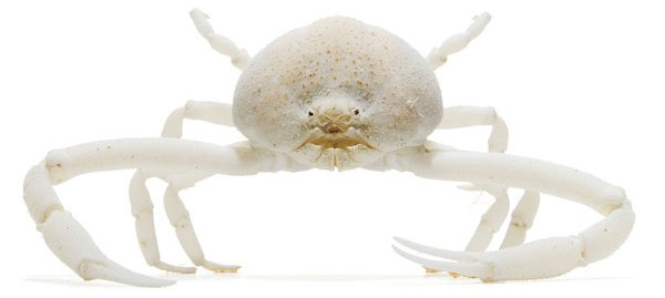 Picture 6 of Collection of bizarre deep sea creatures