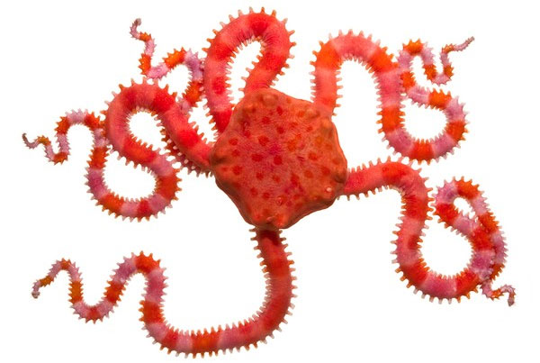 Picture 7 of Collection of bizarre deep sea creatures