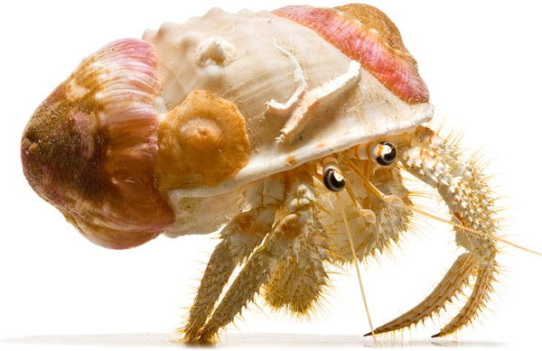 Picture 8 of Collection of bizarre deep sea creatures