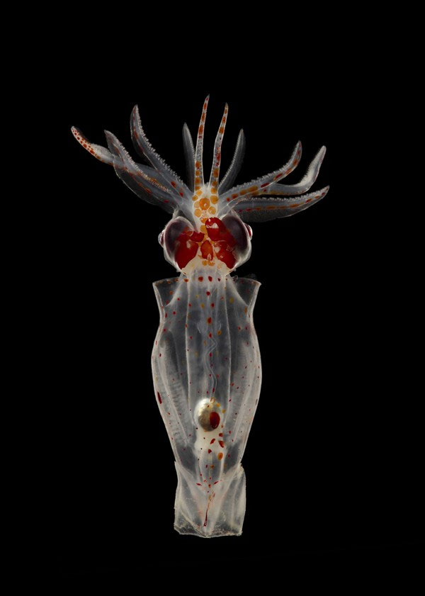 Picture 9 of Collection of bizarre deep sea creatures