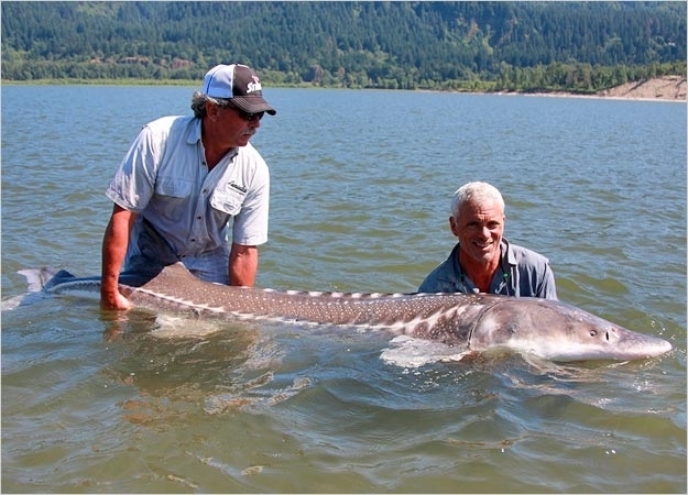 Picture 11 of Collection of formidable aquatic monsters